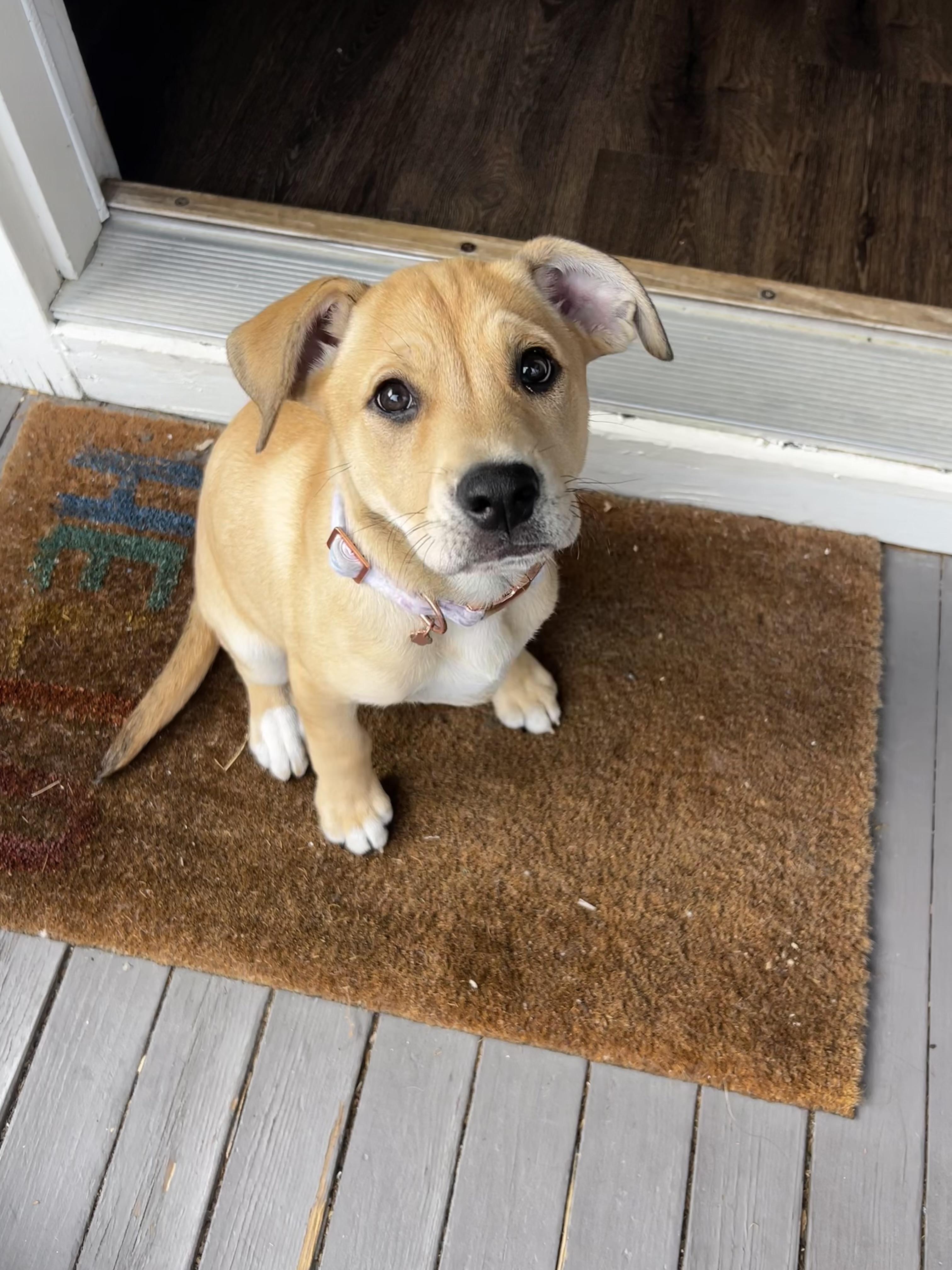 Enlarge Chili, a ADOPTABLE Mixed Breed in Mt Pleasant, SC image 1/6