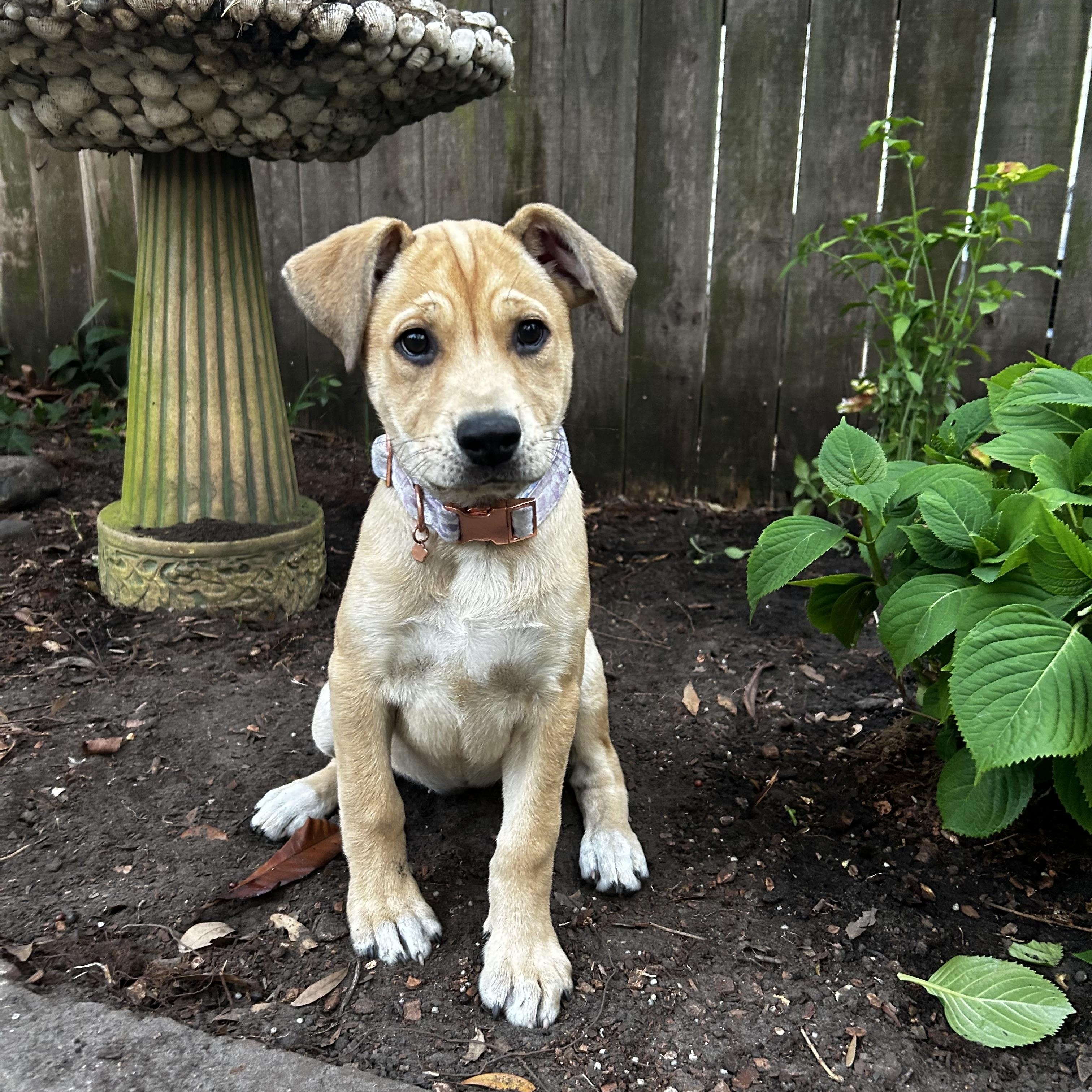 Enlarge Chili, a ADOPTABLE Mixed Breed in Mt Pleasant, SC image 2/6