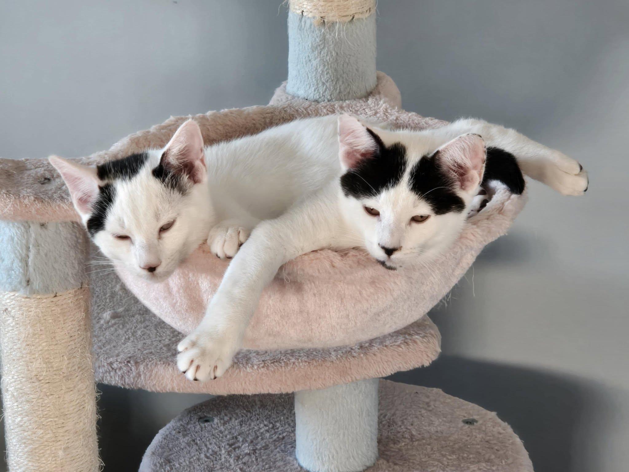 Three Puddins, an adoptable Domestic Short Hair in Caribou, ME, 04736 | Photo Image 2
