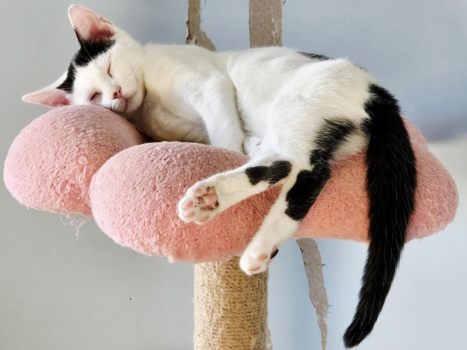 Three Puddins, an adoptable Domestic Short Hair in Caribou, ME, 04736 | Photo Image 1