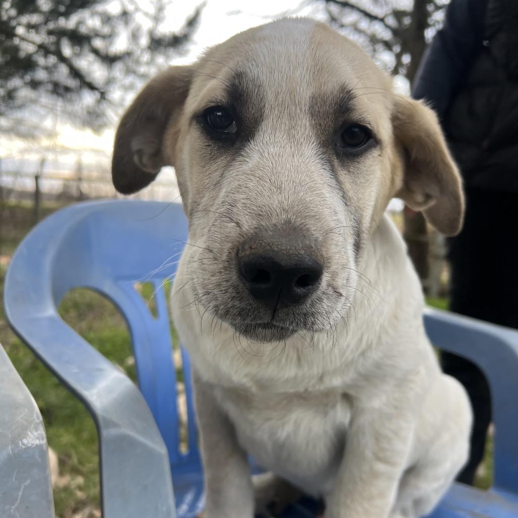 Enlarge Duke, a Adoptable mixed breed in Aledo, TX image 1/6