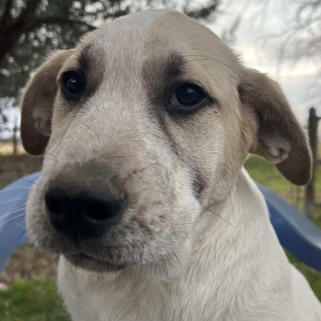 Enlarge Duke, a Adoptable mixed breed in Aledo, TX image 2/6