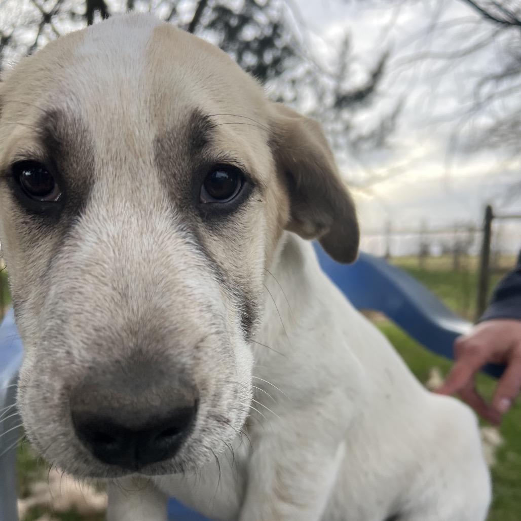 Enlarge Duke, a Adoptable mixed breed in Aledo, TX image 3/6