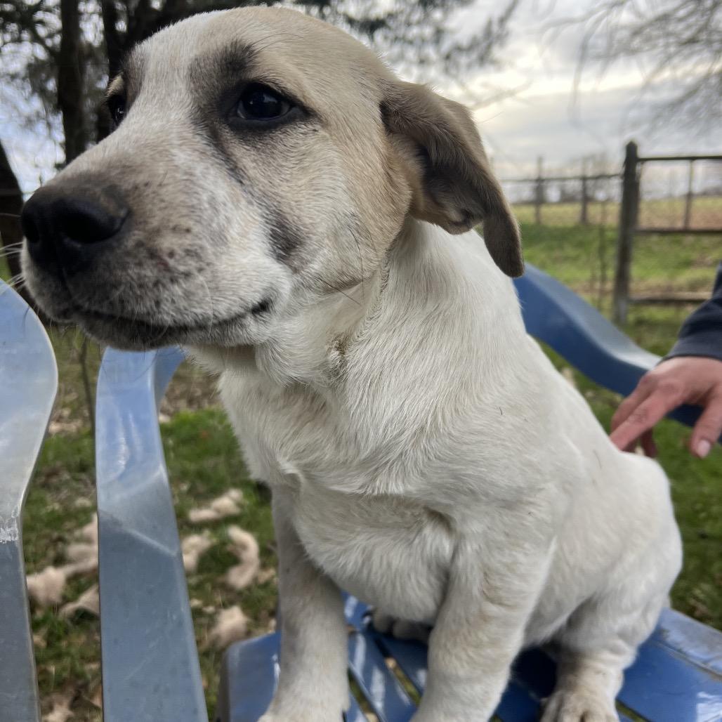 Enlarge Duke, a Adoptable mixed breed in Aledo, TX image 4/6