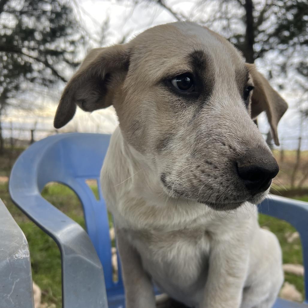 Enlarge Duke, a Adoptable mixed breed in Aledo, TX image 5/6