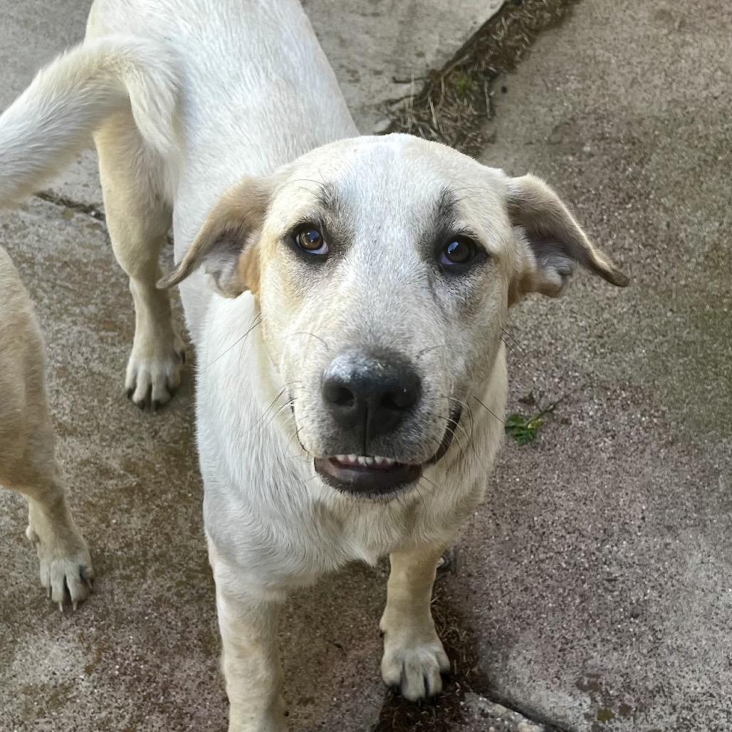Enlarge Duke, a Adoptable mixed breed in Aledo, TX image 6/6