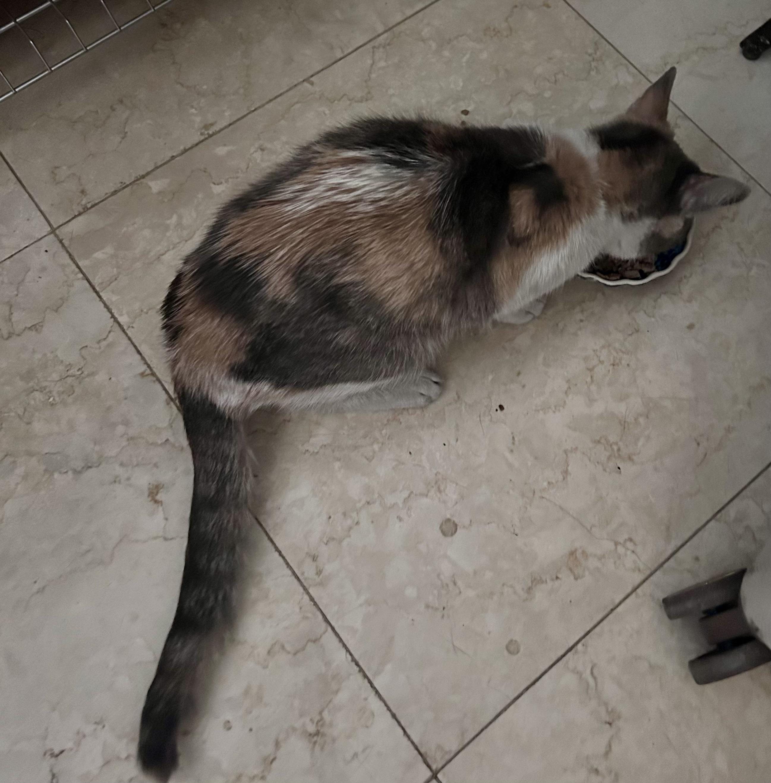 Enlarge Sutton, a ADOPTABLE Calico in Scottsdale, AZ image 4/4