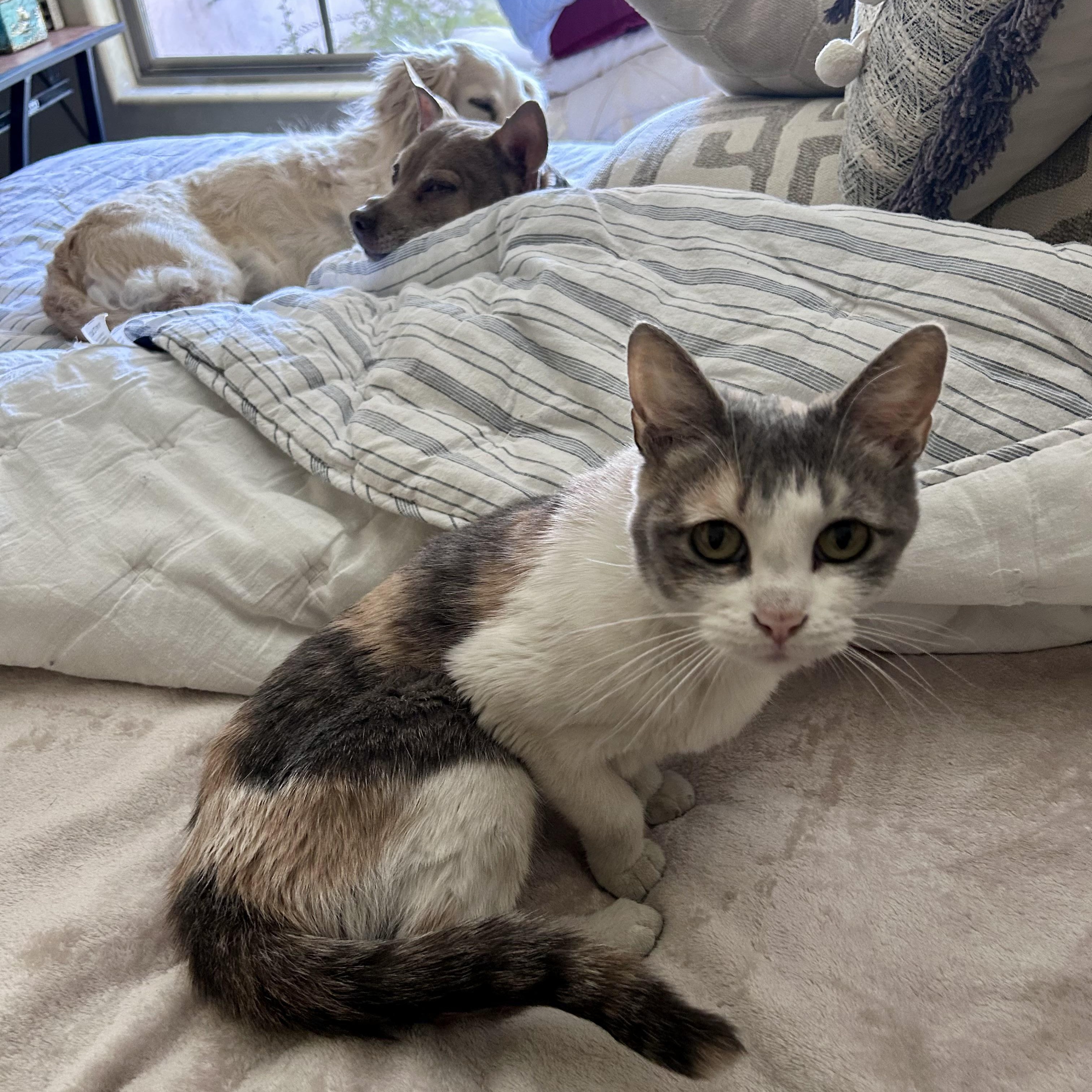 Enlarge Sutton, a ADOPTABLE Calico in Scottsdale, AZ image 2/4