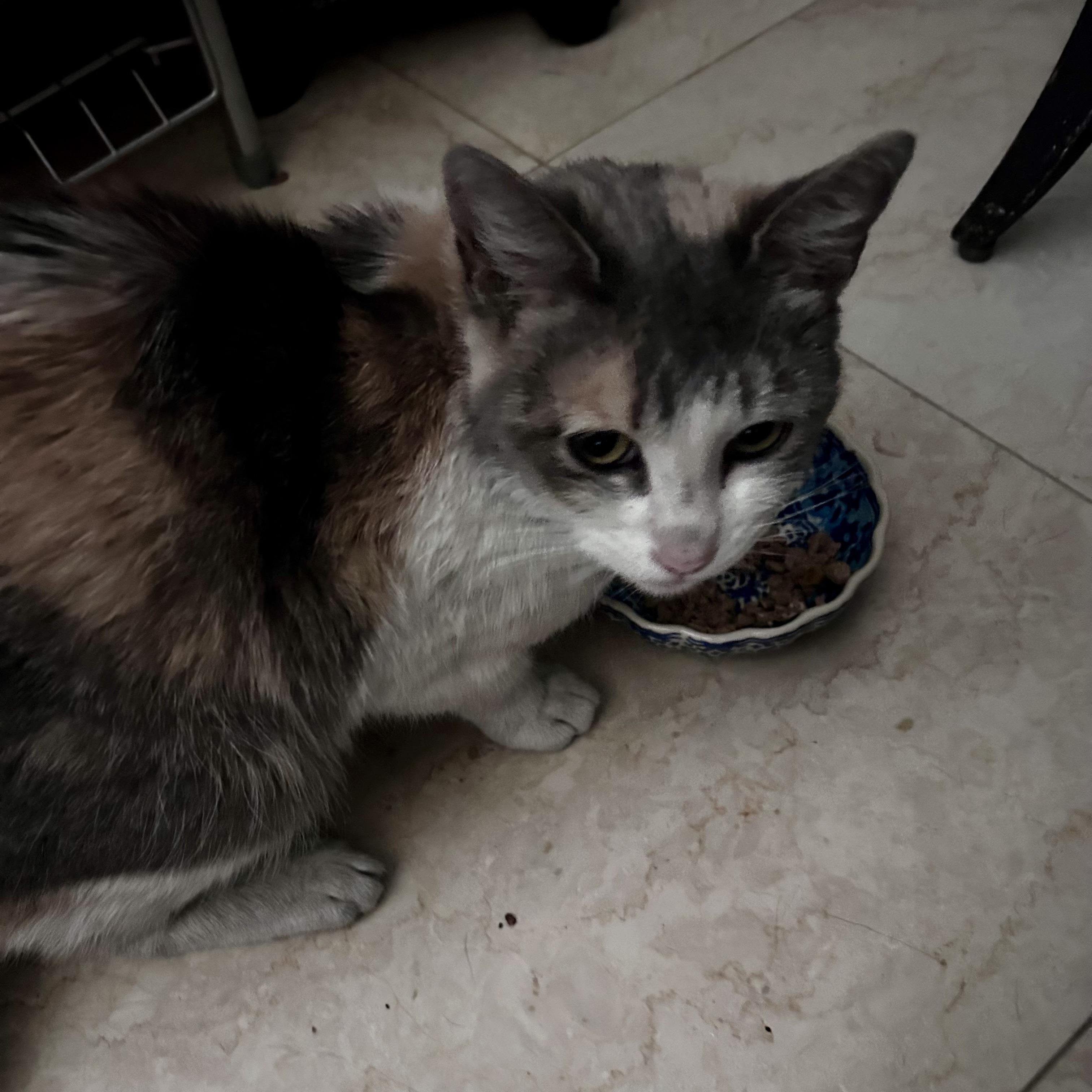 Enlarge Sutton, a ADOPTABLE Calico in Scottsdale, AZ image 3/4
