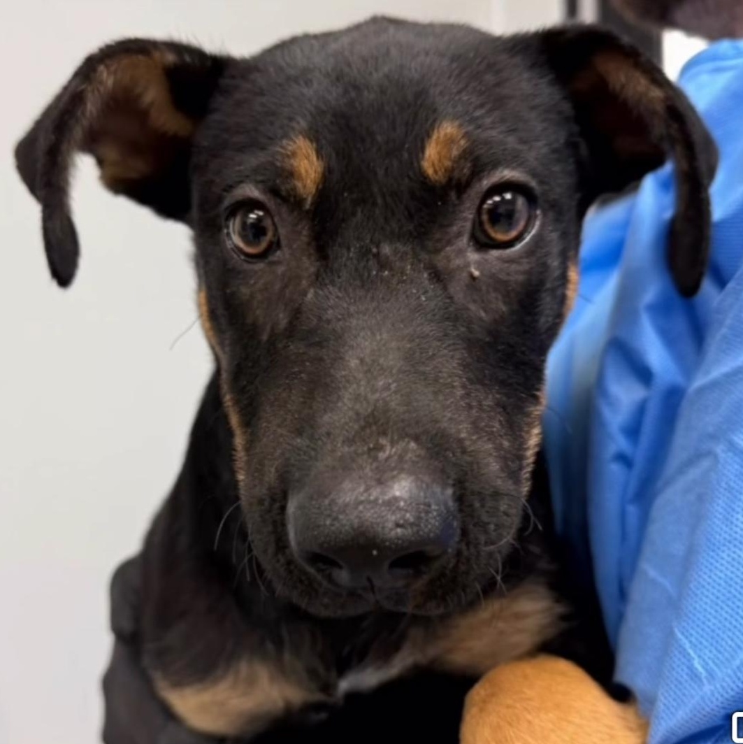 Enlarge Skylar, a Adoptable Mixed Breed in Wilsall, MT image 1/1