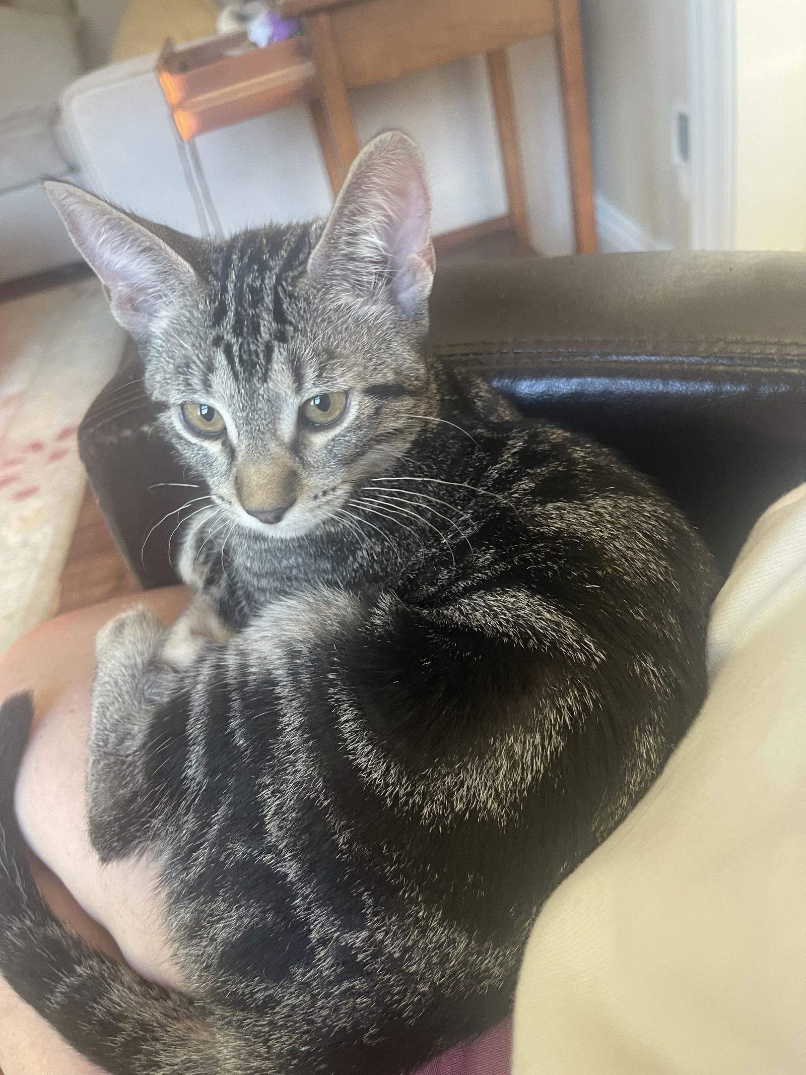 MISS HAZELNUT, a Adoptable Domestic Short Hair in Walnut Creek, CA image 1/3