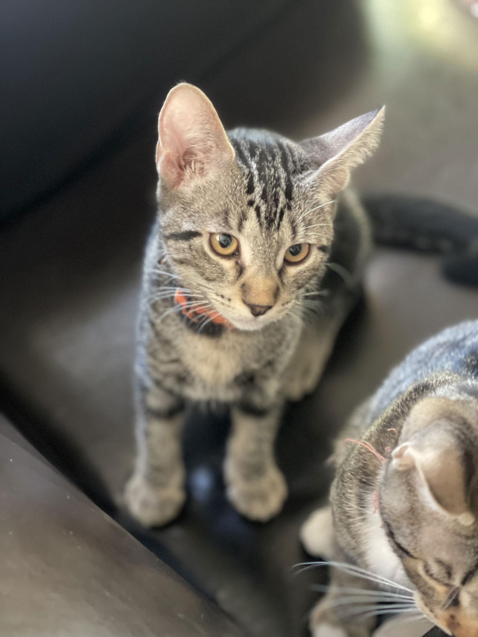 MISS HAZELNUT, Adoptable, Kitten Female Domestic Short Hair.
