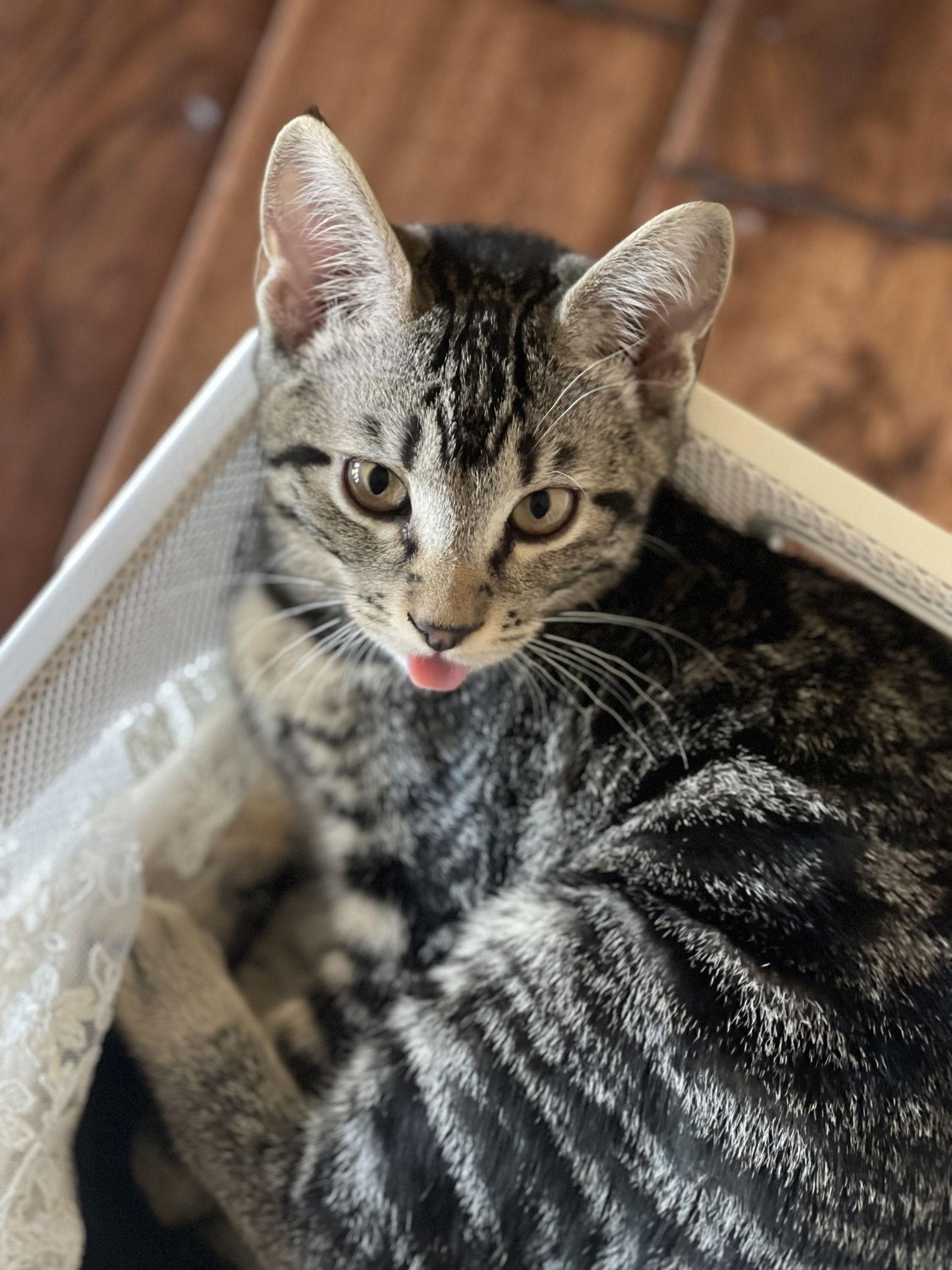 MISS HAZELNUT, a Adoptable Domestic Short Hair in Walnut Creek, CA image 3/3