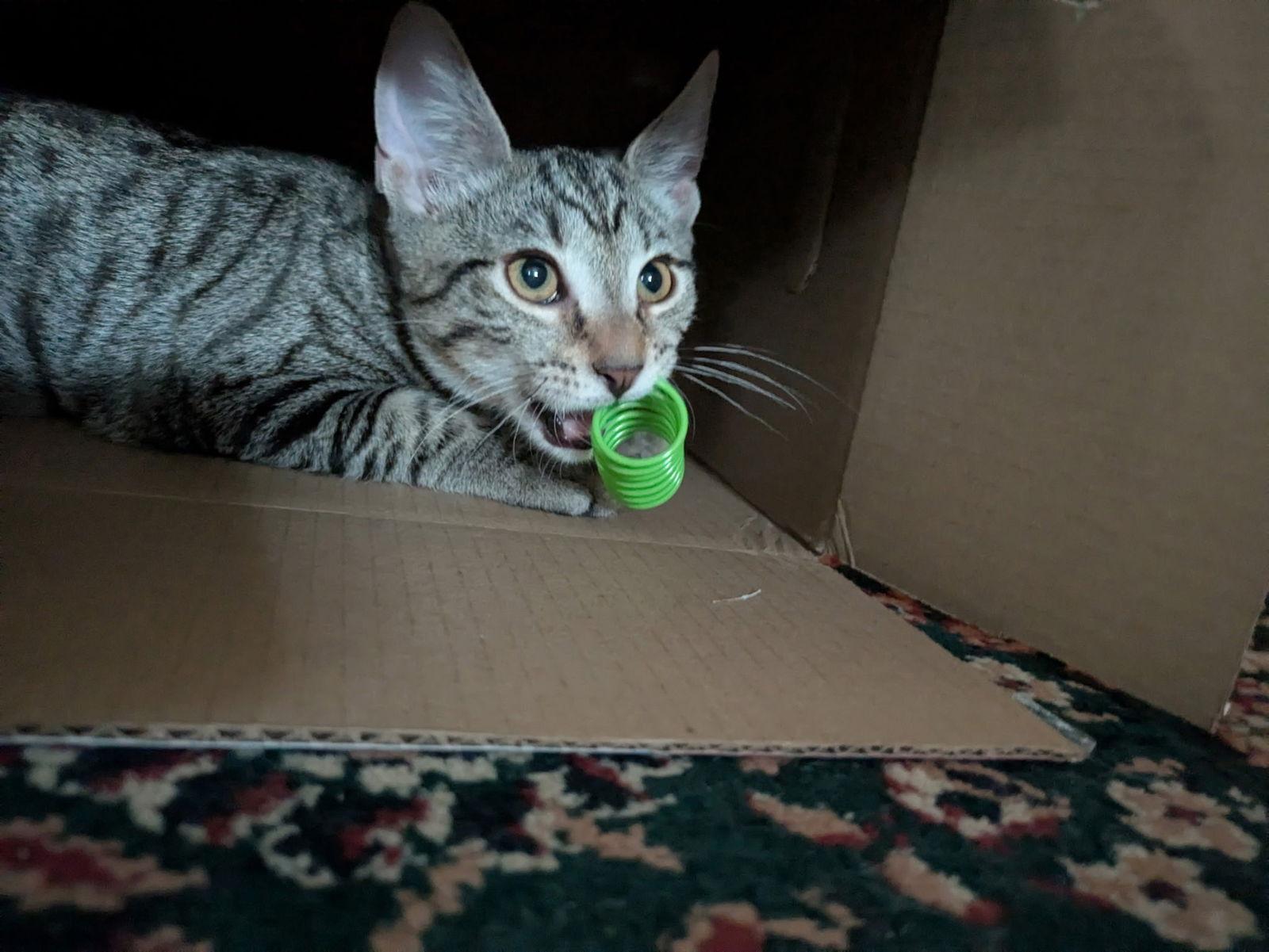 Jinx, a Adopted Domestic Short Hair in Harrisburg, PA image 1/2