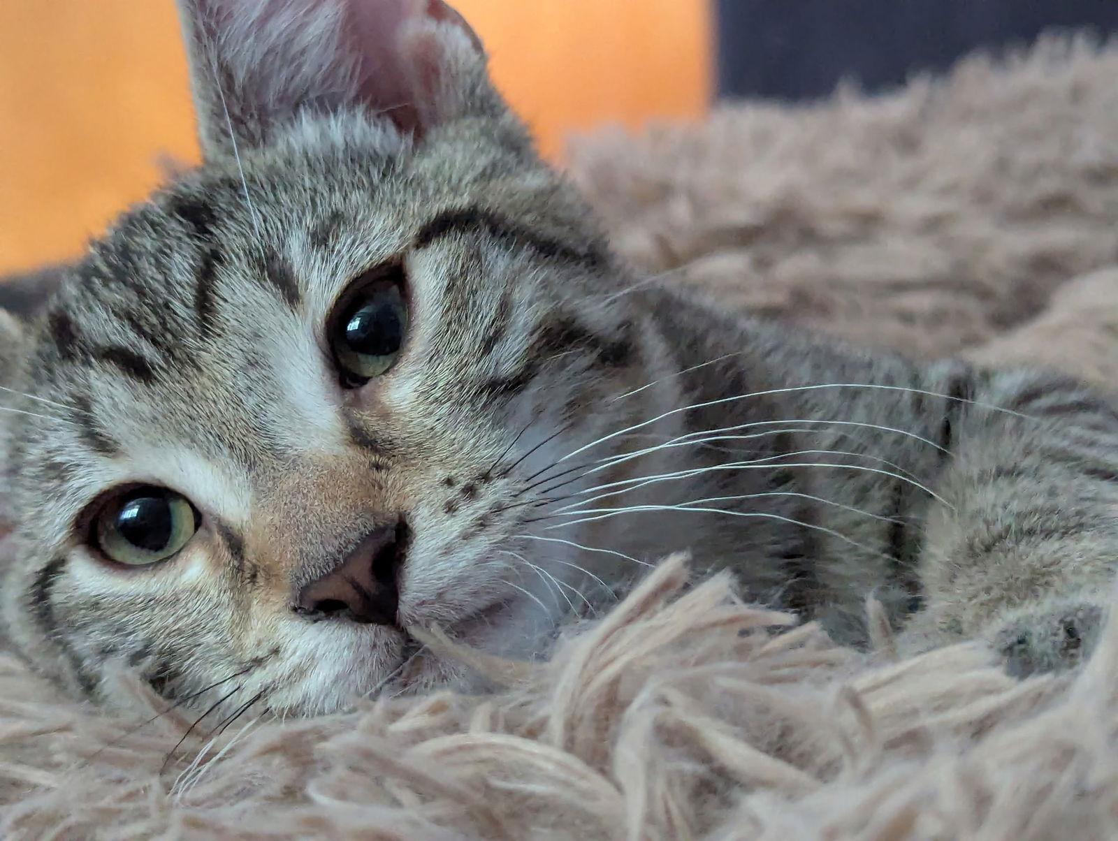 Jinx, a Adopted Domestic Short Hair in Harrisburg, PA image 2/2