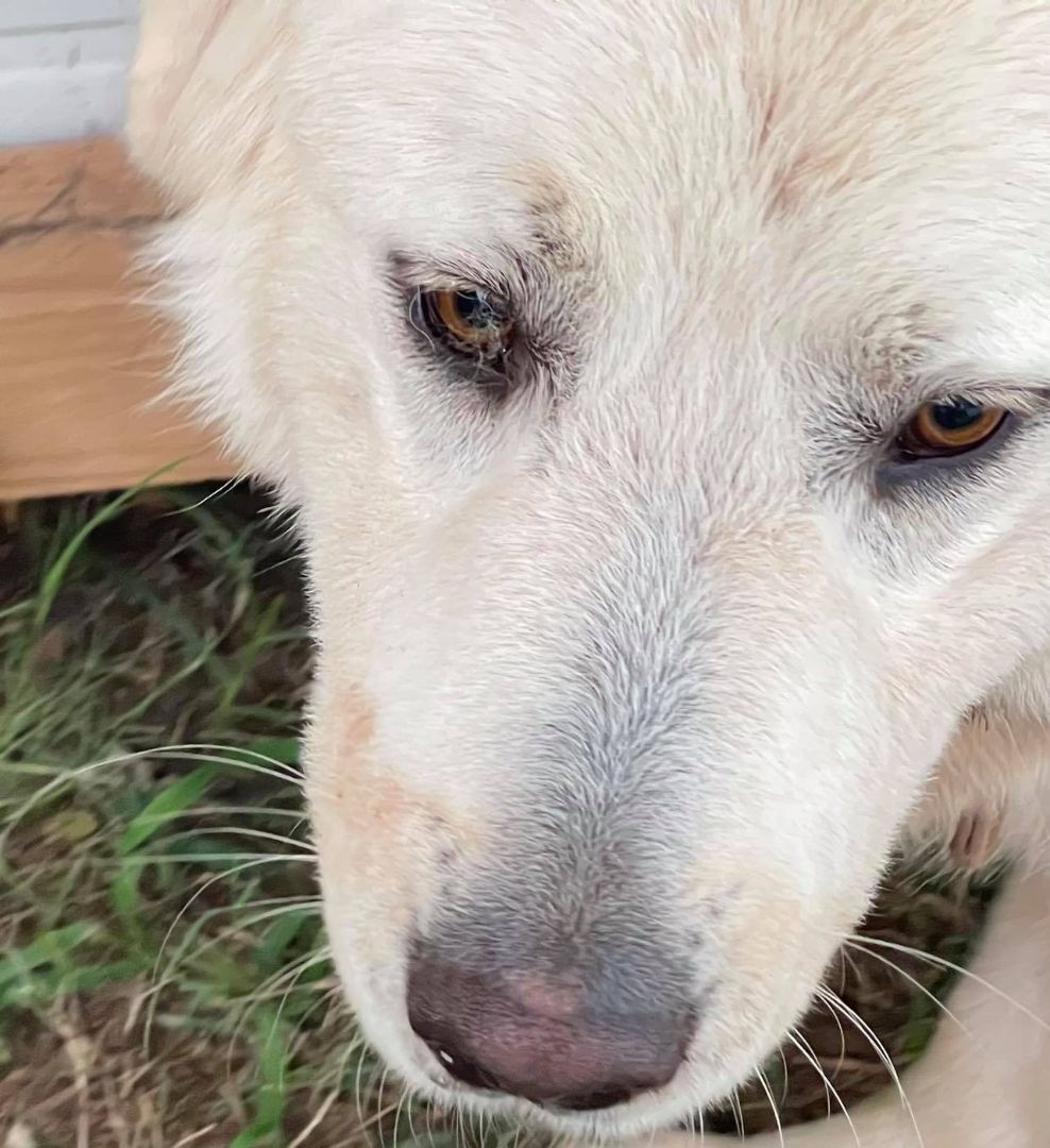 Enlarge Vinnie, a Adoptable Great Pyrenees in Claremont, NC image 2/7