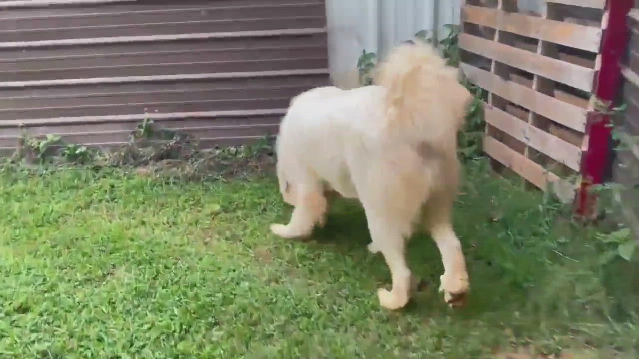 Enlarge Vinnie, a Adoptable Great Pyrenees in Claremont, NC video 7/7