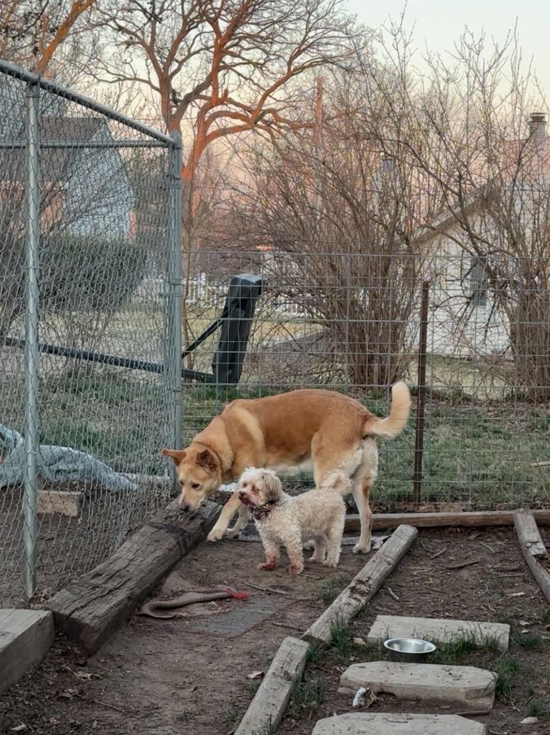 Enlarge Buddy, a Adoptable mixed breed in Plattsmouth, NE image 5/5