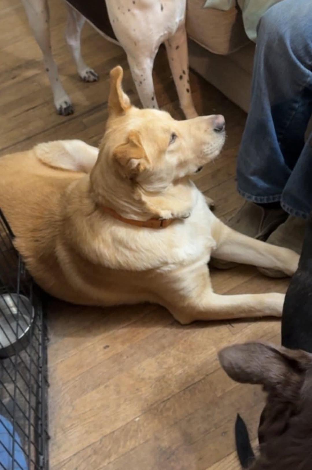 Buddy, Adoptable, Young Male Mixed Breed.