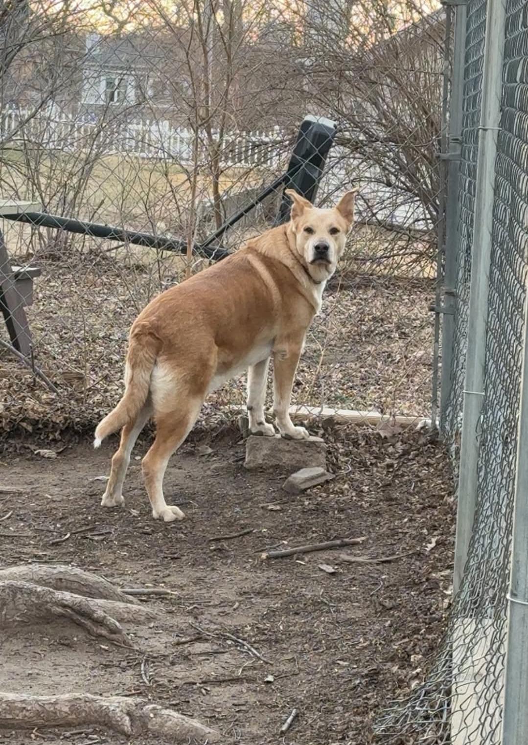 Enlarge Buddy, a Adoptable mixed breed in Plattsmouth, NE image 4/5