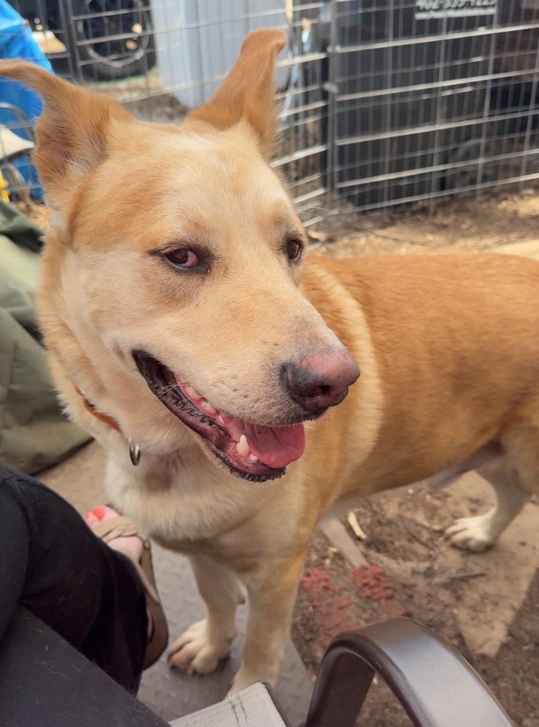Enlarge Buddy, a Adoptable mixed breed in Plattsmouth, NE image 3/5