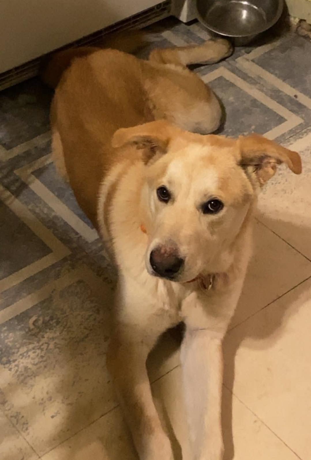 Enlarge Buddy, a Adoptable mixed breed in Plattsmouth, NE image 2/5