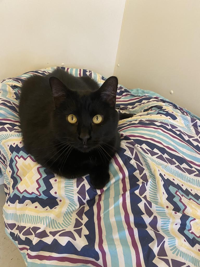 Jay Jay, Adoptable, Senior Male Domestic Short Hair.