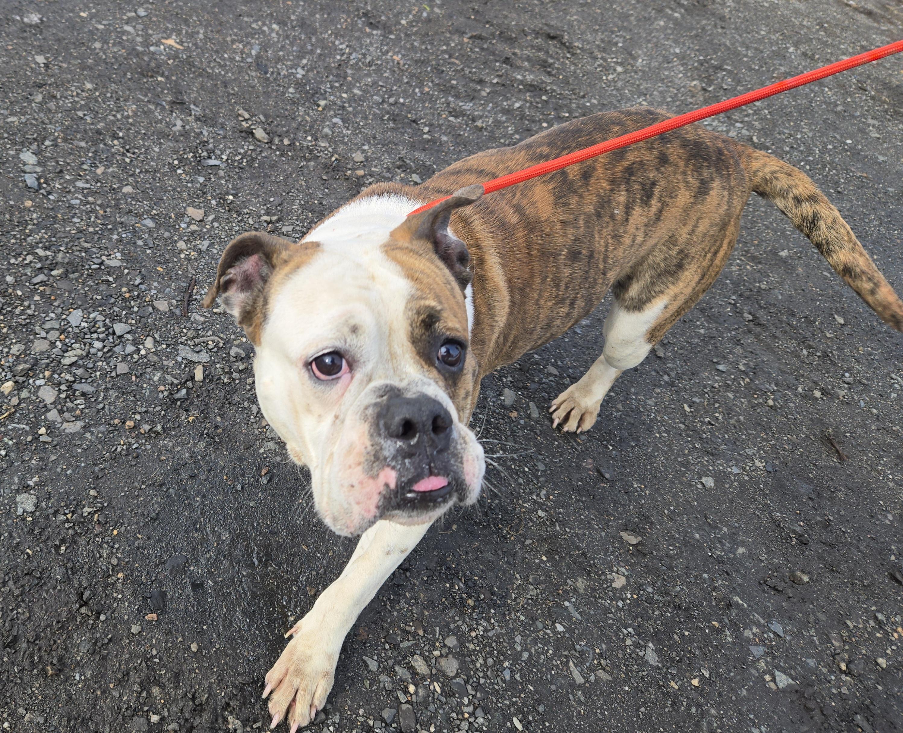 Enlarge Shelia, an adopted Bulldog in Trenton, NJ image 2/2