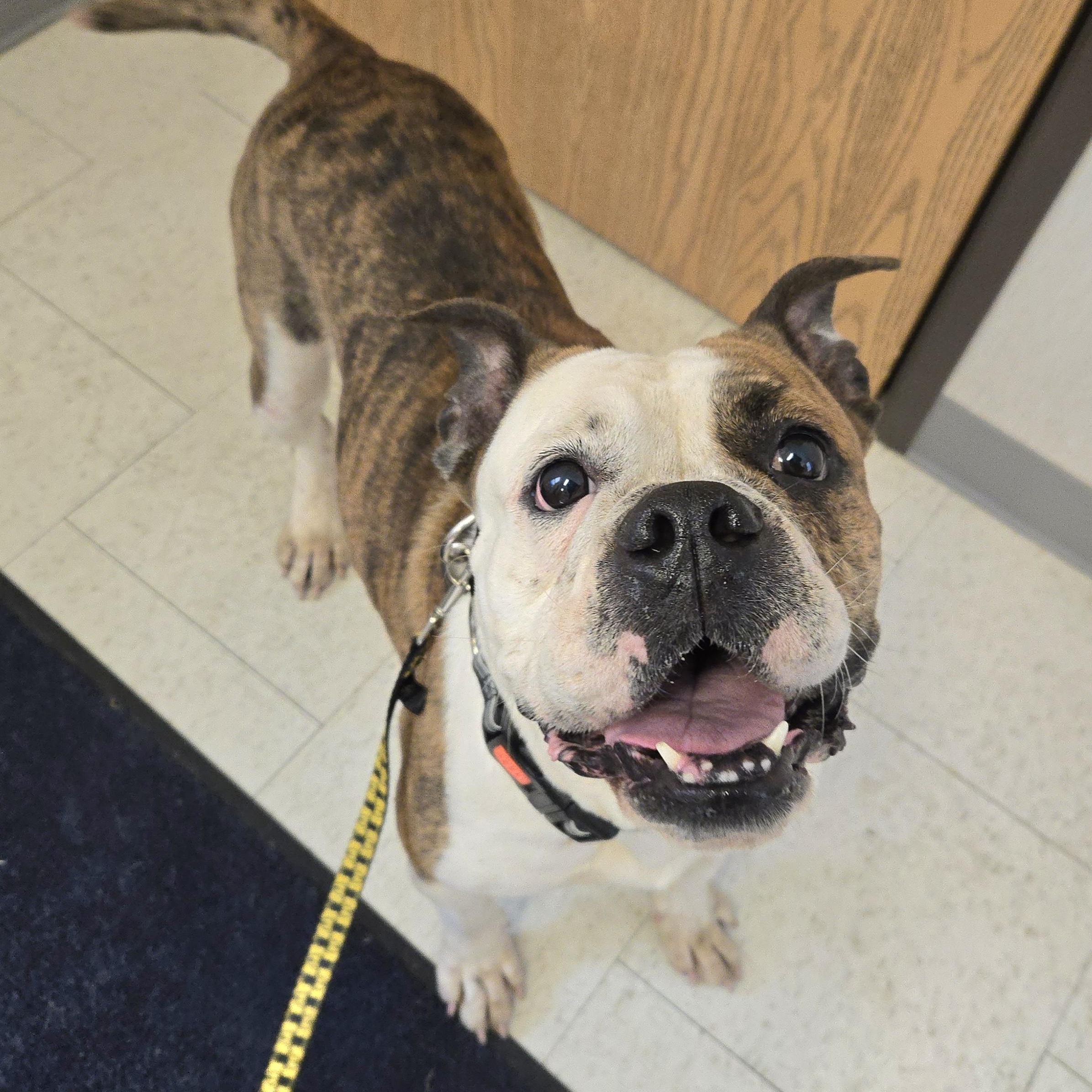 Shelia, adopted, Adult Female Bulldog.