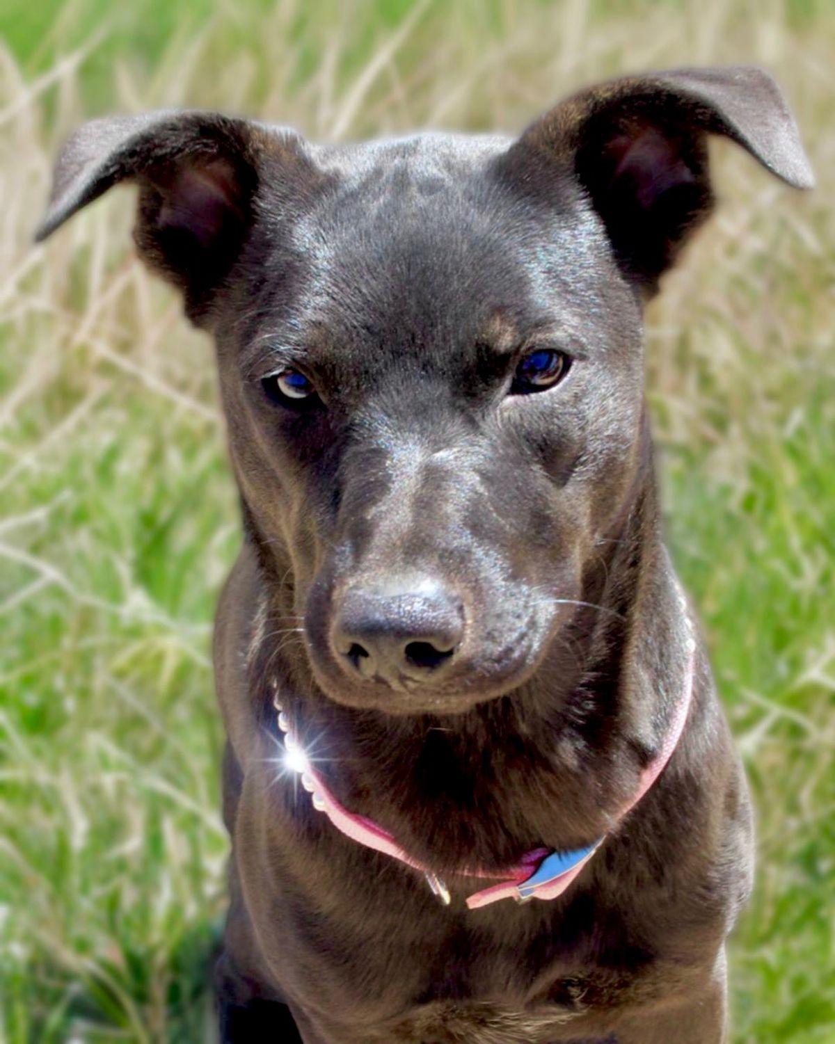 Enlarge Dahlia, a Adoptable Labrador Retriever in Kingman, AZ image 1/3
