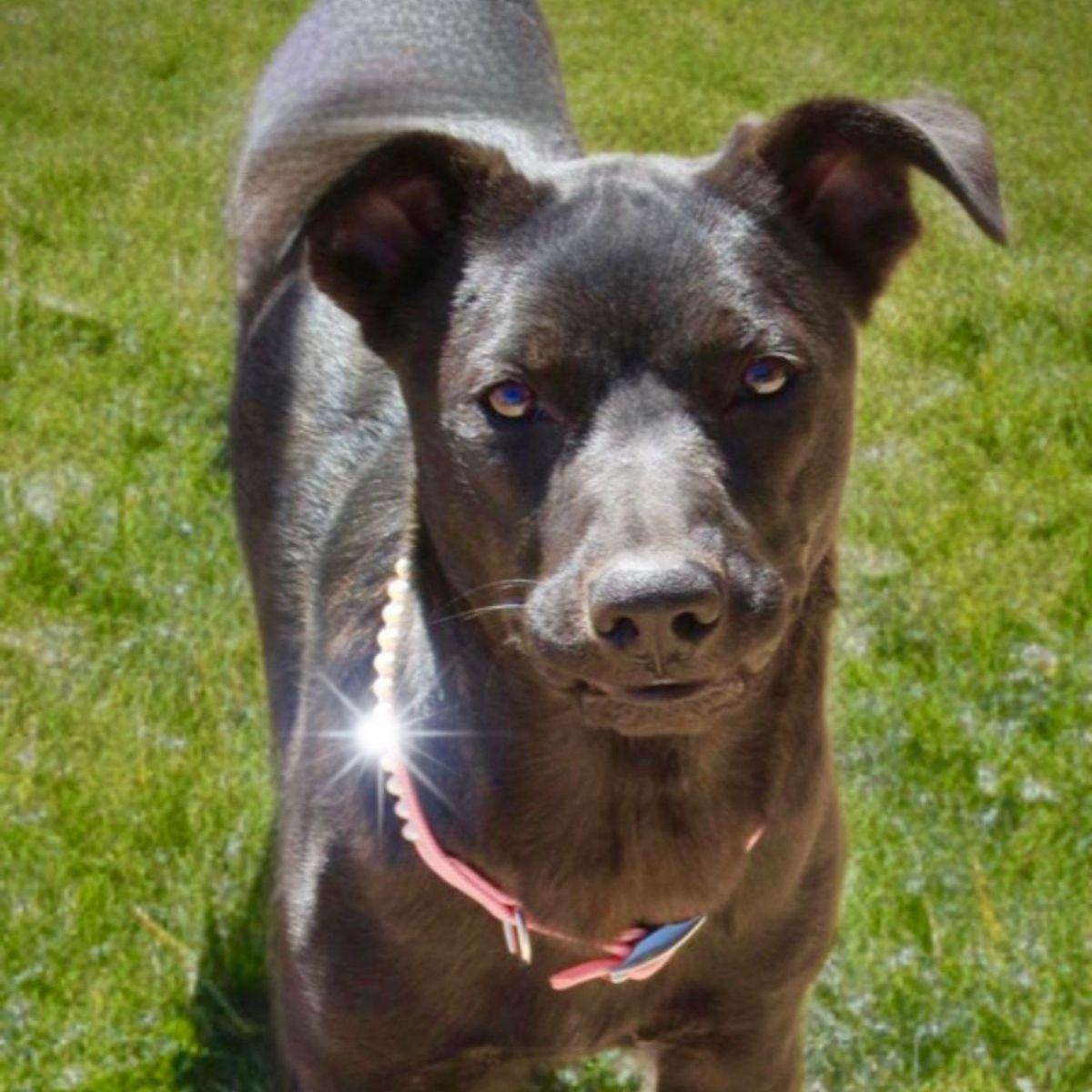 Enlarge Dahlia, a Adoptable Labrador Retriever in Kingman, AZ image 2/3