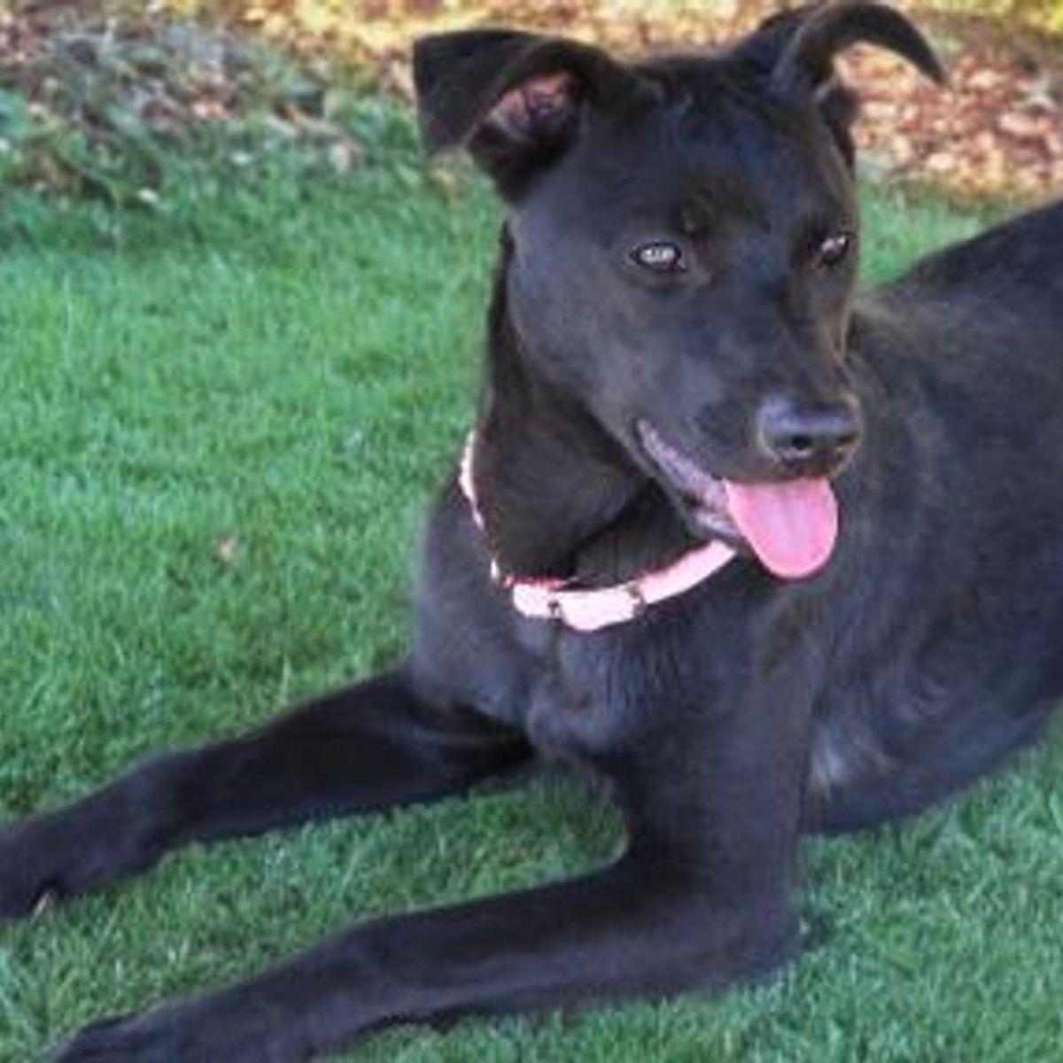 Enlarge Dahlia, a Adoptable Labrador Retriever in Kingman, AZ image 3/3
