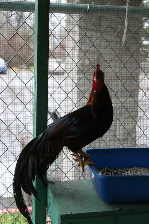 Enlarge Hei Hei, an adopted Chicken in Weaverville, CA image 3/3
