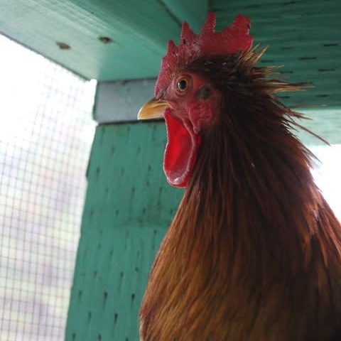 Enlarge Hei Hei, an adopted Chicken in Weaverville, CA image 1/3