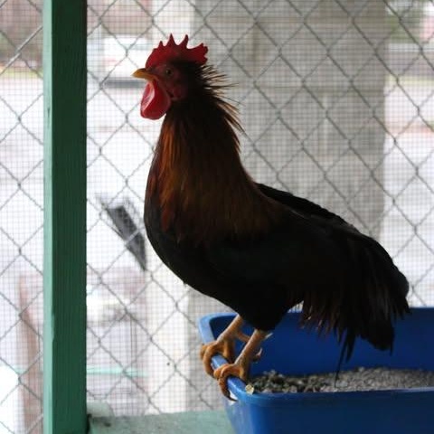 Enlarge Hei Hei, an adopted Chicken in Weaverville, CA image 2/3