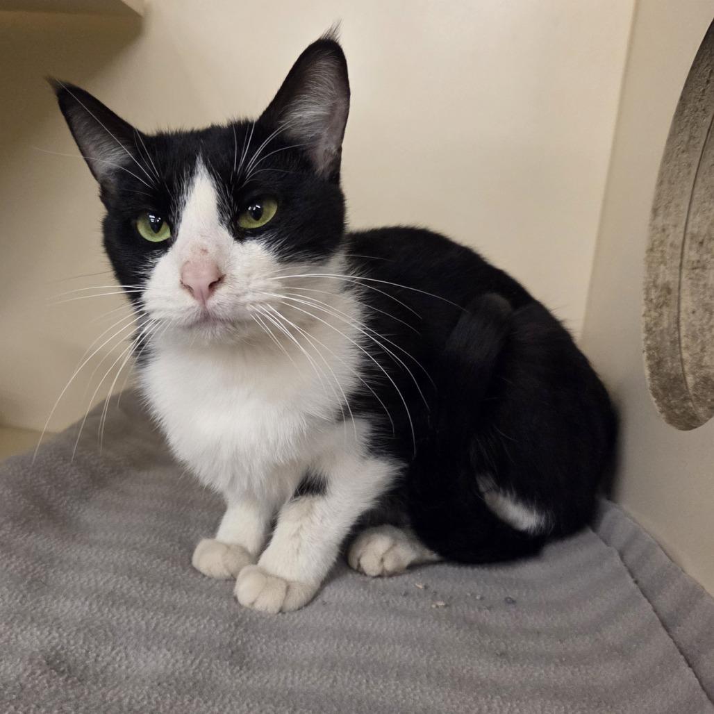 Enlarge Hecate, a Adoptable Domestic Short Hair in Hinsdale, IL image 1/2