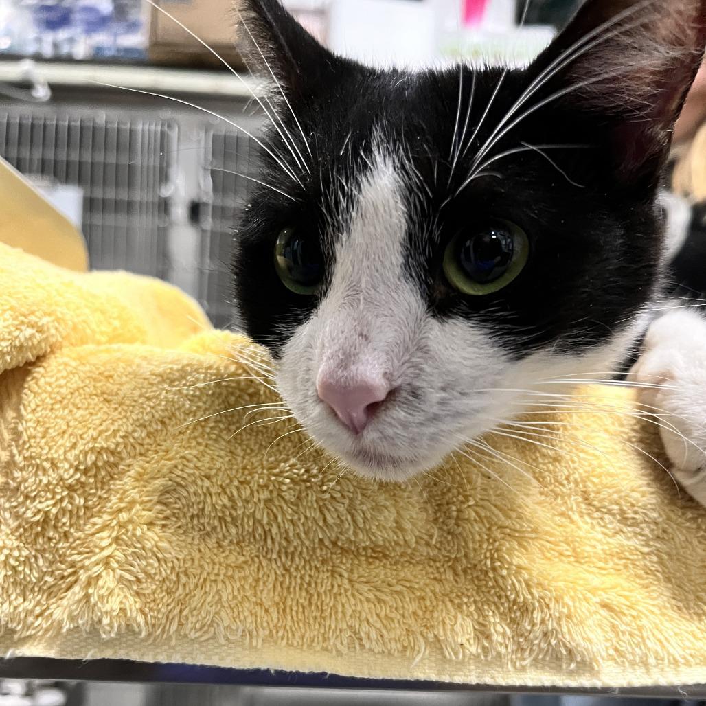 Enlarge Hecate, a Adoptable Domestic Short Hair in Hinsdale, IL image 2/2