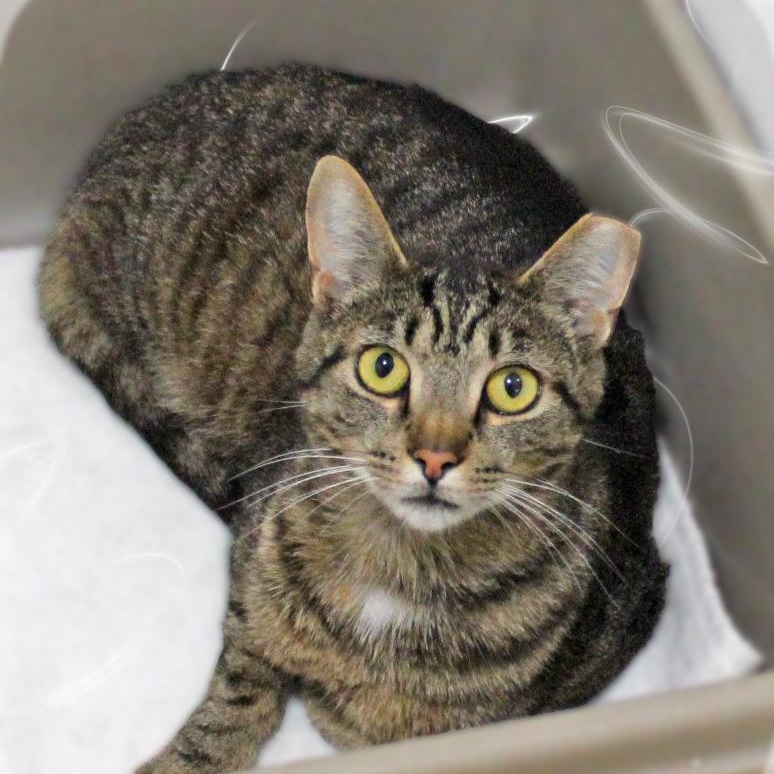 Enlarge Kramer, a ADOPTABLE Tabby in Amelia, OH image 1/1