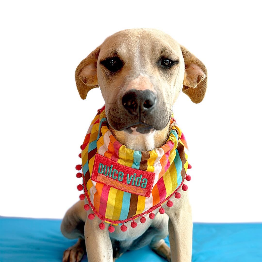 LOUIE, Baby Male Labrador Retriever