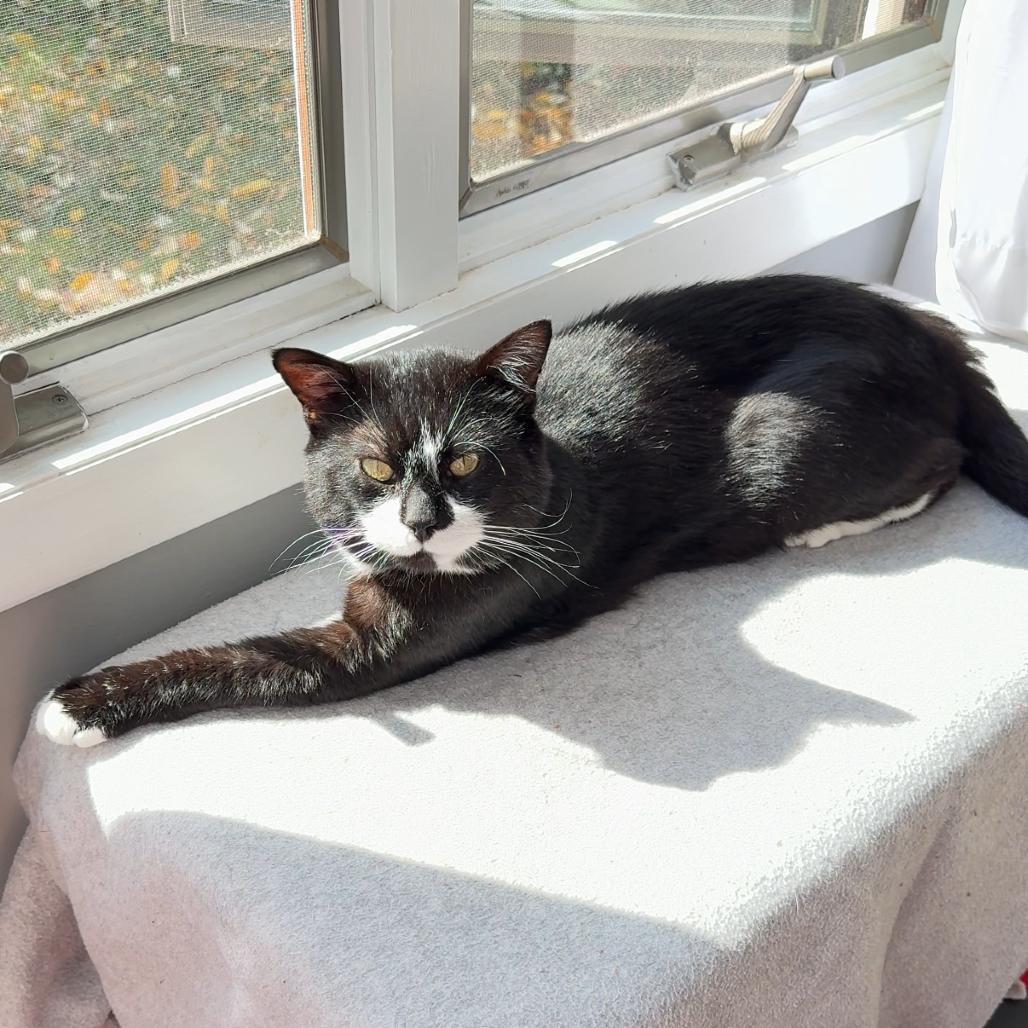 Tux, Adoptable, Adult Male Domestic Short Hair.