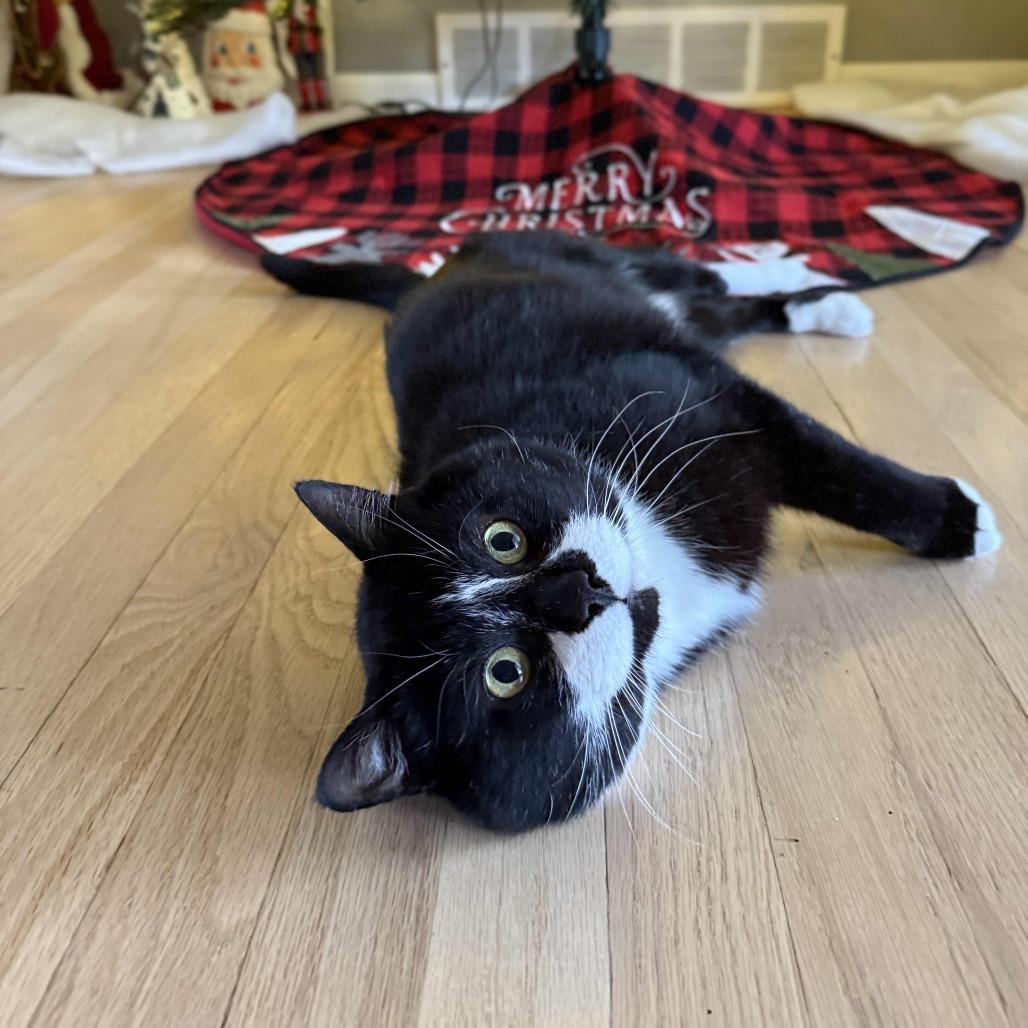 Enlarge Tux, a Adoptable Domestic Short Hair in Medina, OH image 2/4