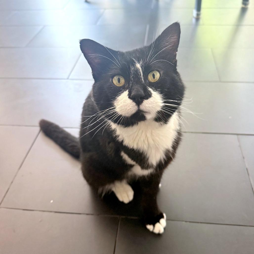 Enlarge Tux, a Adoptable Domestic Short Hair in Medina, OH image 3/4