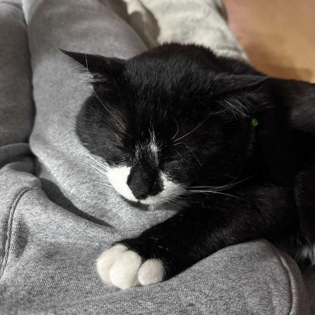 Enlarge Tux, a Adoptable Domestic Short Hair in Medina, OH image 4/4