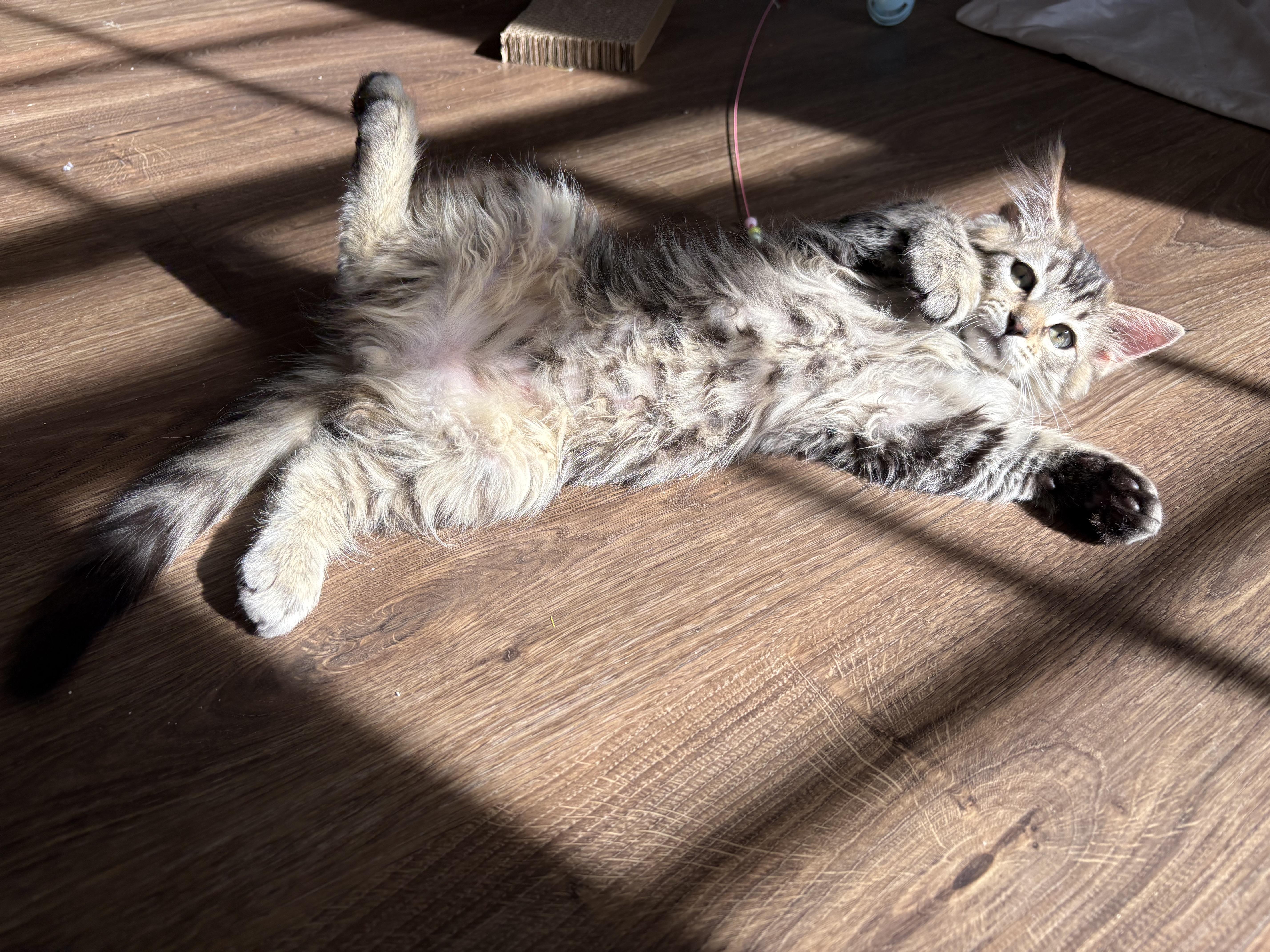 Habanero, adopted, Kitten Male Domestic Long Hair & Maine Coon.