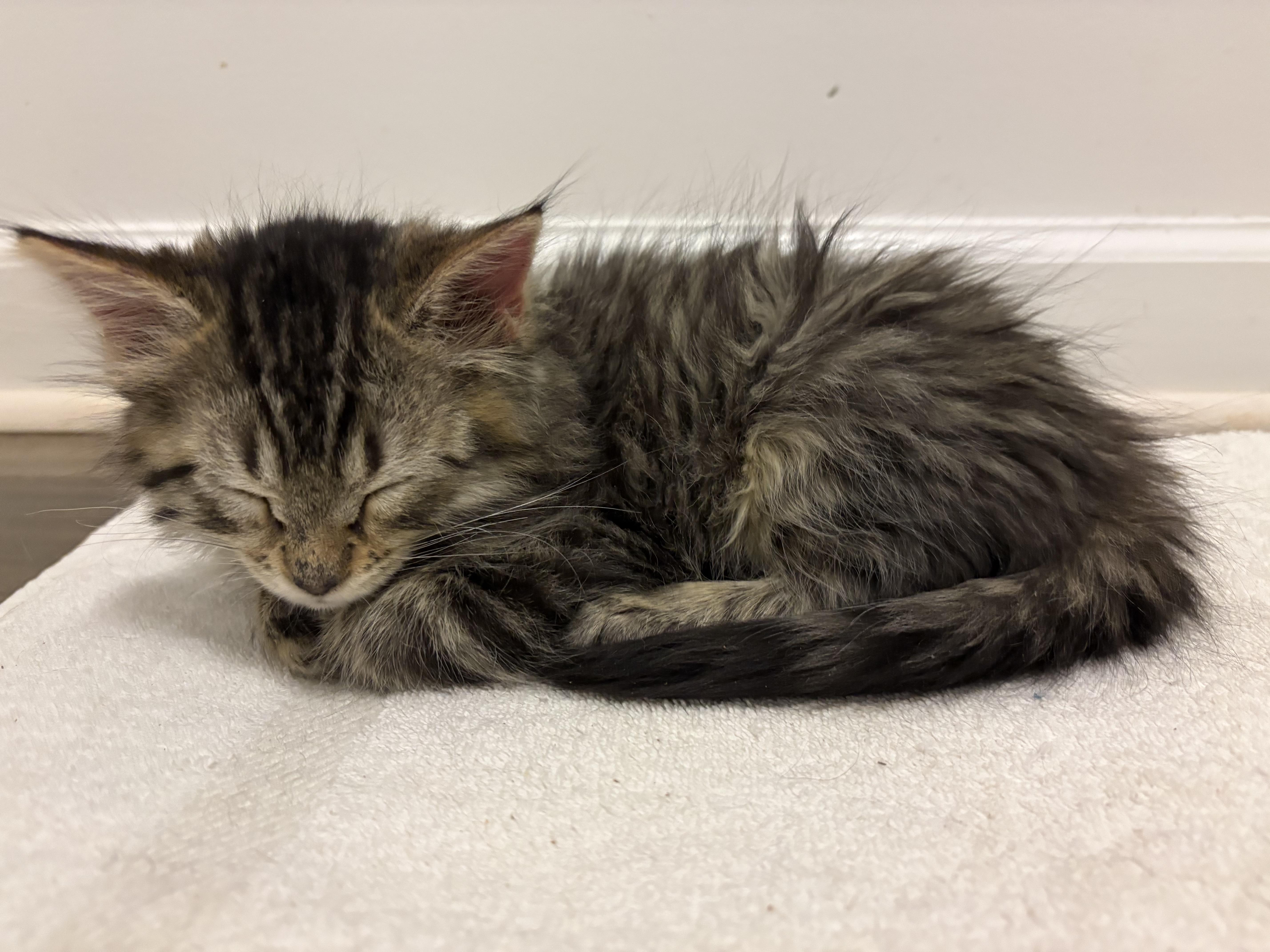 Habanero, an adopted mixed breed in Charlotte, NC image 3/4