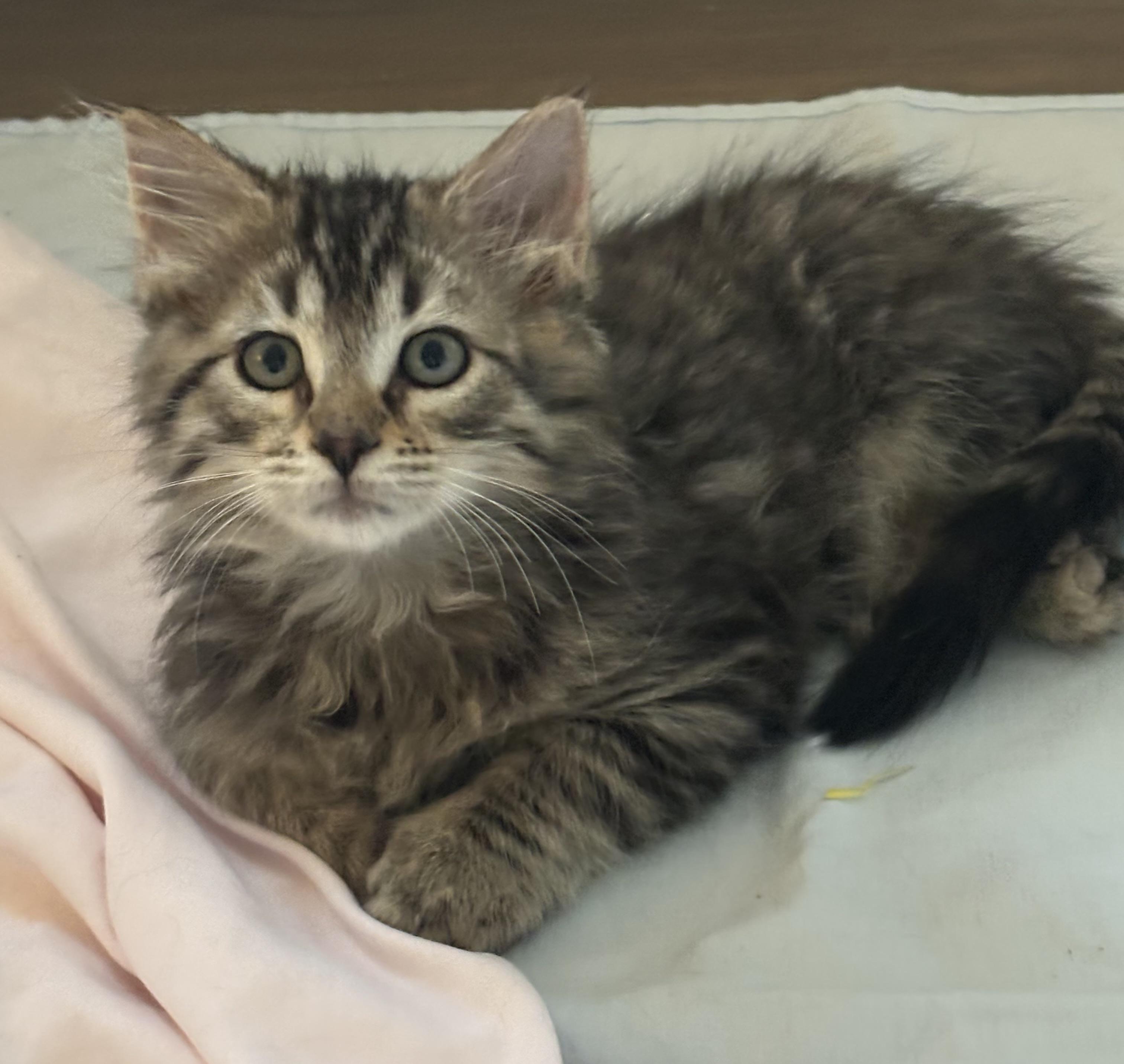 Habanero, an adopted mixed breed in Charlotte, NC image 4/4