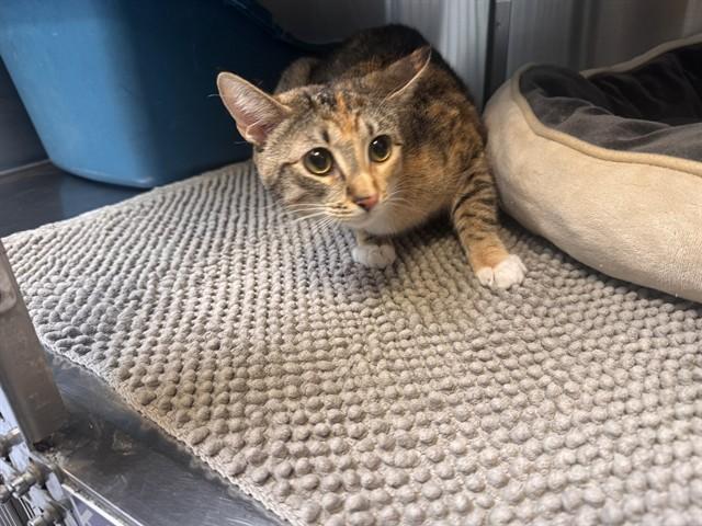 FLUFFY, Adoptable, Young Female Domestic Medium Hair.