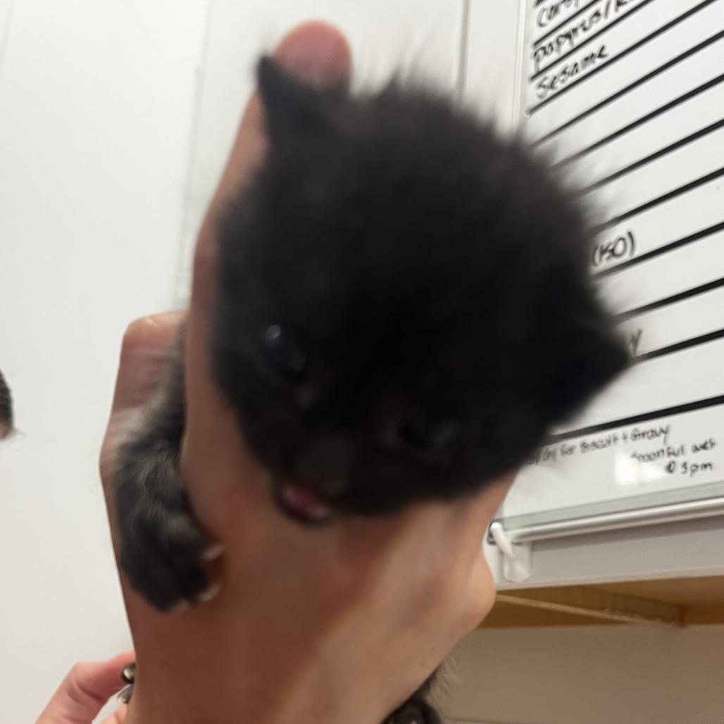 Agent J (26-3O-2), Adoptable, Kitten Male Domestic Short Hair.