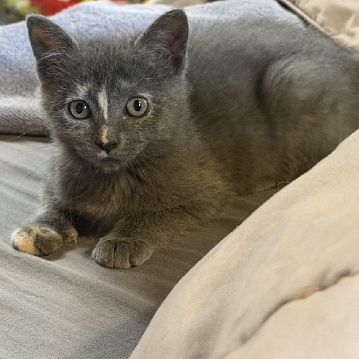 Magna-Tile, Adoptable, Kitten Female Tortoiseshell.
