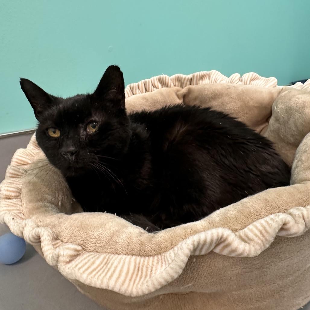 Newt, Adoptable, Senior Male Domestic Short Hair.